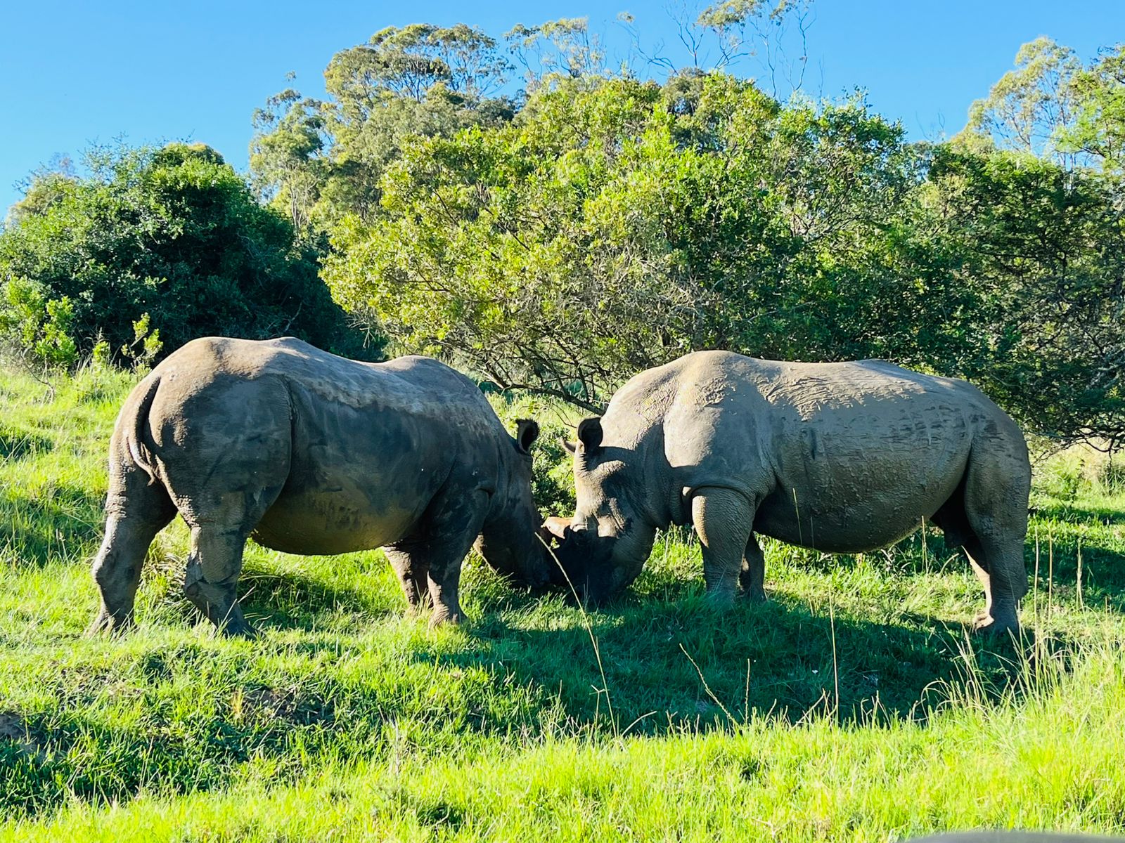Kruger National Park