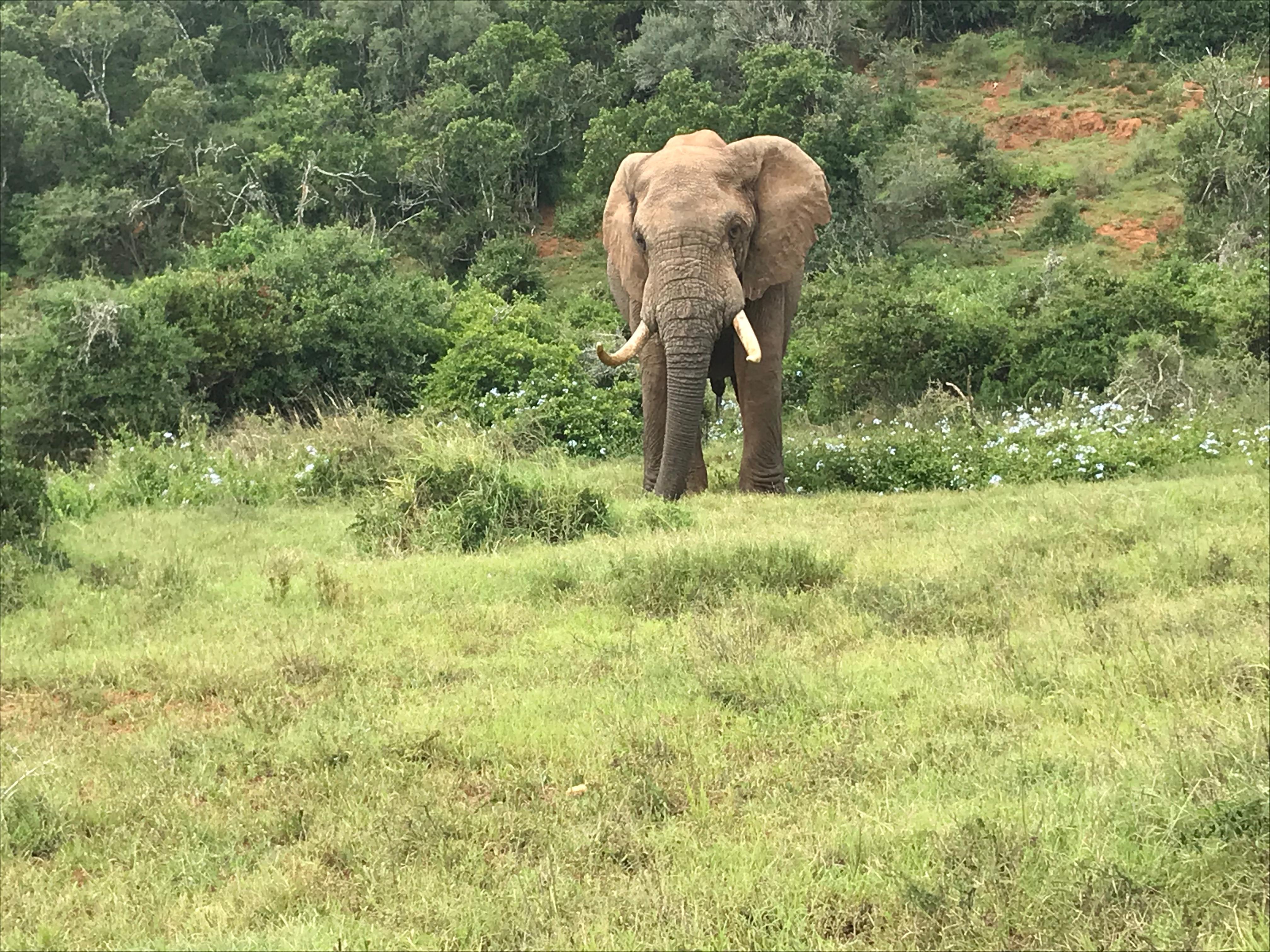 Kariega Private Game Reserve Safari