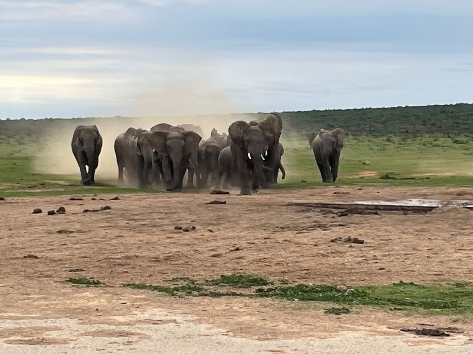 Game drive